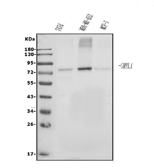 Anti-Grainyhead-like protein 1/GRHL1 Antibody Picoband®
