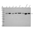 Anti-STK33 Antibody Picoband®
