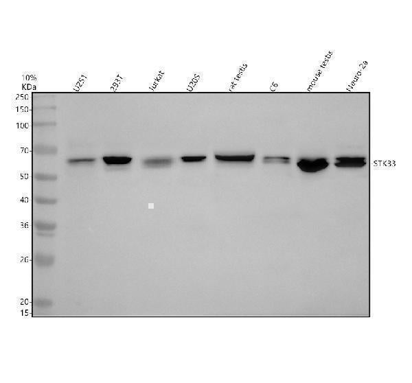 Anti-STK33 Antibody Picoband®