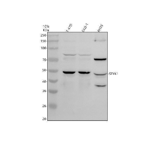 Anti-STYK1 Antibody Picoband®