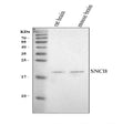 Anti-SNCB Antibody Picoband®