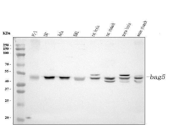 Anti-Bag5 Antibody Picoband®