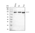 Anti-ECE2 Antibody Picoband®