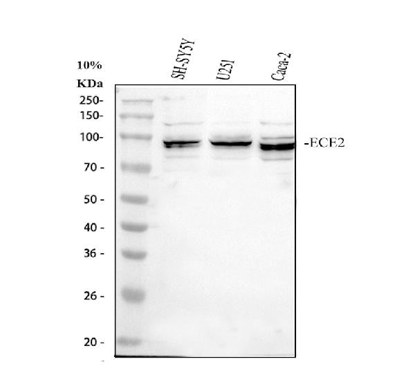 Anti-ECE2 Antibody Picoband®