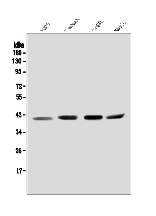 Anti-Orai2 Antibody Picoband®