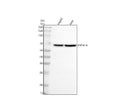 Anti-PIP5K1A Antibody Picoband®