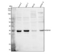 Anti-NDUFA9 Antibody Picoband®