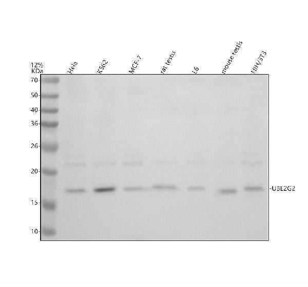 Anti-UBE2G2 Antibody Picoband®