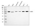 Anti-EHD4 Antibody Picoband®