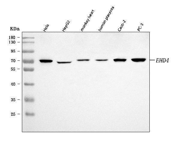 Anti-EHD4 Antibody Picoband®