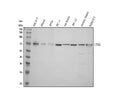 Anti-TPBG Antibody Picoband®