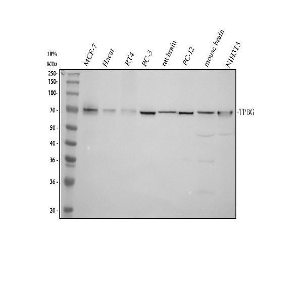 Anti-TPBG Antibody Picoband®