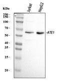 Anti-ATE1 Antibody Picoband®