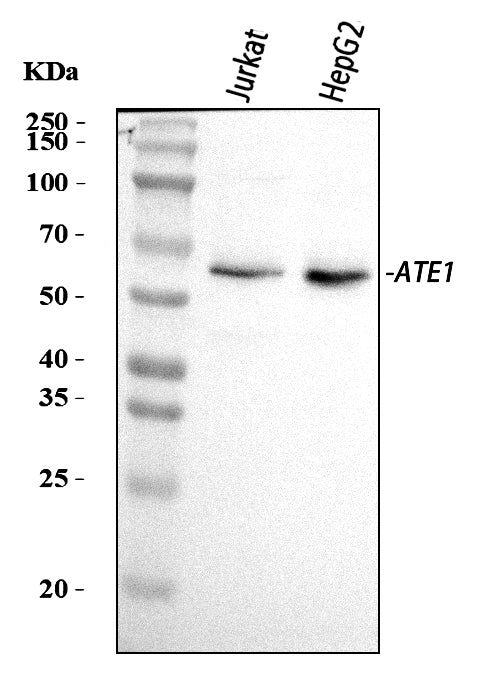 Anti-ATE1 Antibody Picoband®