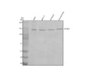 Anti-TAOK2 Antibody Picoband®