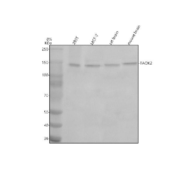 Anti-TAOK2 Antibody Picoband®
