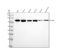 Anti-SLC26A1 Antibody Picoband®