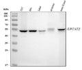 Anti-LPCAT2 Antibody Picoband®