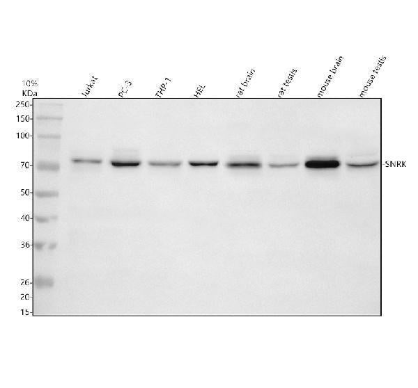 Anti-SNRK Antibody Picoband®