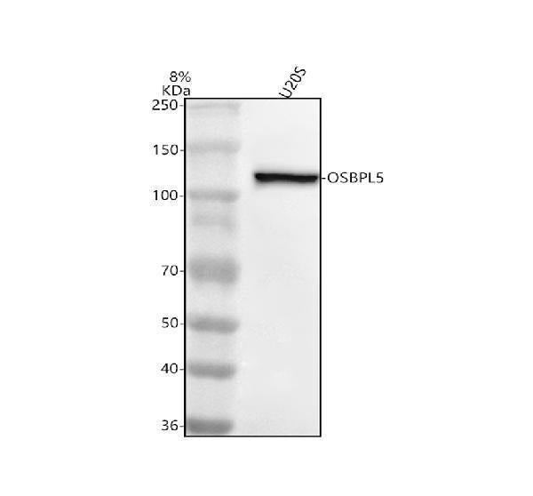 Anti-OSBPL5 Antibody Picoband®