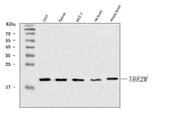 Anti-UBC12/UBE2M Antibody Picoband®