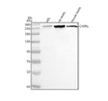 Anti-CEP110/CNTRL Antibody Picoband®