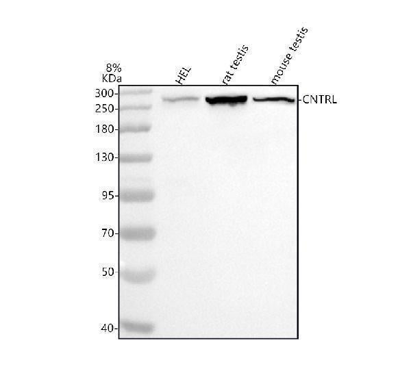 Anti-CEP110/CNTRL Antibody Picoband®
