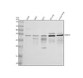 Anti-TWSG1 Antibody Picoband®