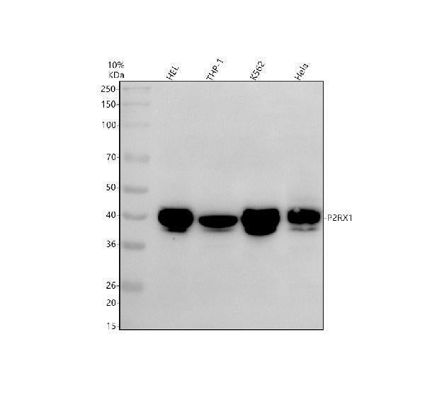 Anti-P2RX1 Antibody Picoband®
