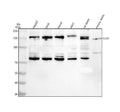 Anti-GLG1 Antibody Picoband®