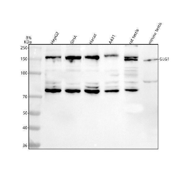 Anti-GLG1 Antibody Picoband®