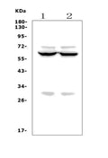 Anti-Forkhead box protein I1 FOXI1 Antibody Picoband®