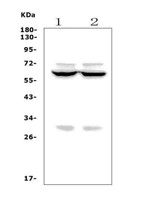 Anti-Forkhead box protein I1 FOXI1 Antibody Picoband®