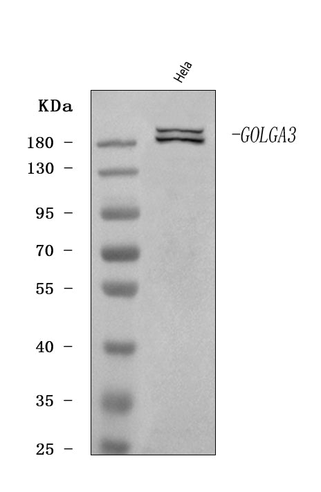 Anti-GOLGA3 Antibody Picoband®