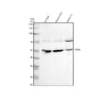 Anti-TDO2 Antibody Picoband®