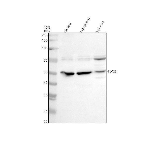 Anti-TDO2 Antibody Picoband®