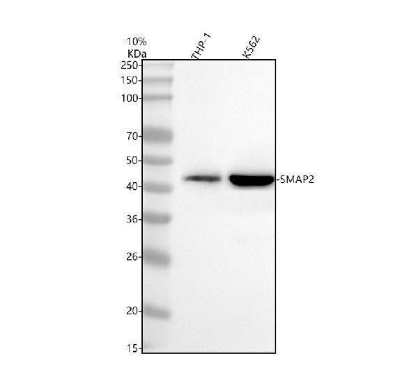 Anti-SMAP2 Antibody Picoband®
