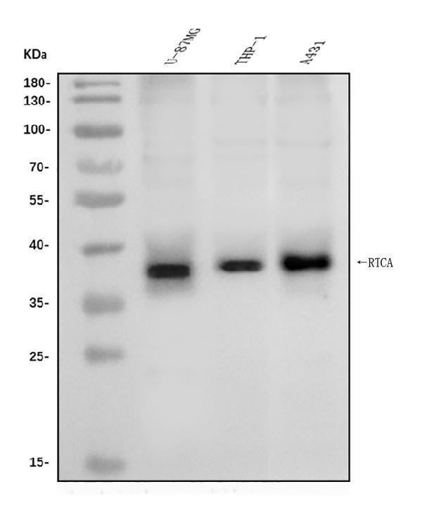 Anti-RTCD1/RTCA Antibody Picoband®