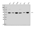 Anti-GRSF1 Antibody Picoband®