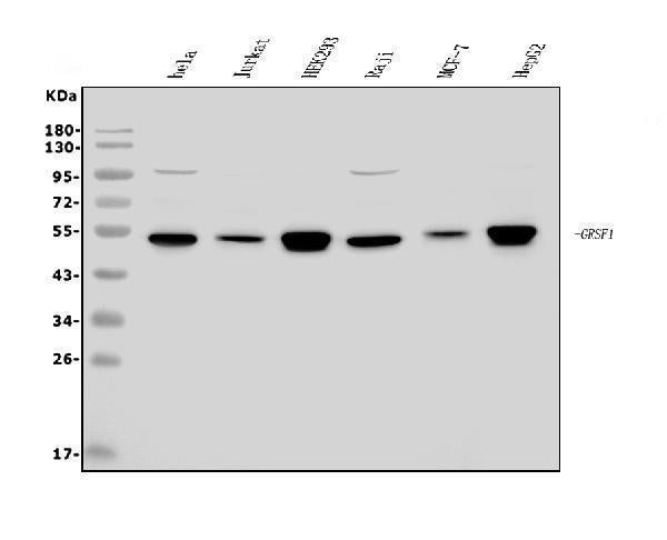 Anti-GRSF1 Antibody Picoband®