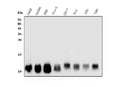Anti-LSM2 Antibody Picoband®