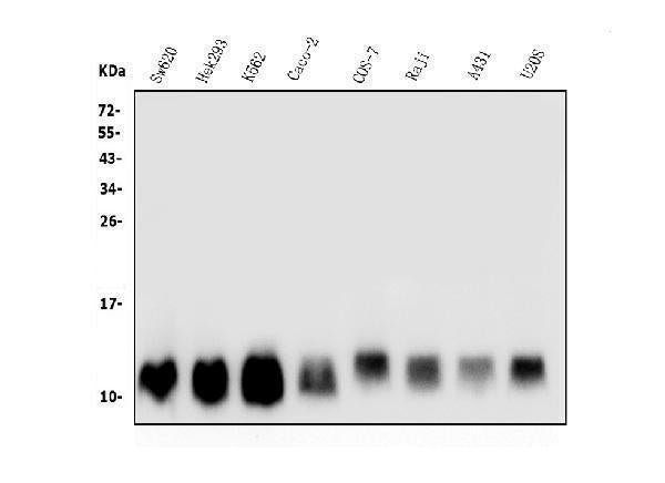Anti-LSM2 Antibody Picoband®