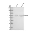 Anti-PPP2R5E Antibody Picoband®