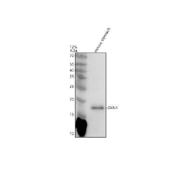 Anti-GKN1 Antibody Picoband®