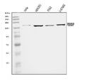 Anti-PDE4DIP Antibody Picoband®