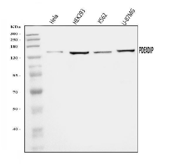 Anti-PDE4DIP Antibody Picoband®