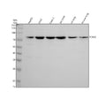 Anti-PDE4C Antibody Picoband®