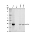 Anti-GIMAP5 Antibody Picoband®