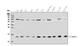 Anti-TIMM8A/DDP Antibody Picoband®