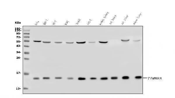 Anti-TIMM8A/DDP Antibody Picoband®